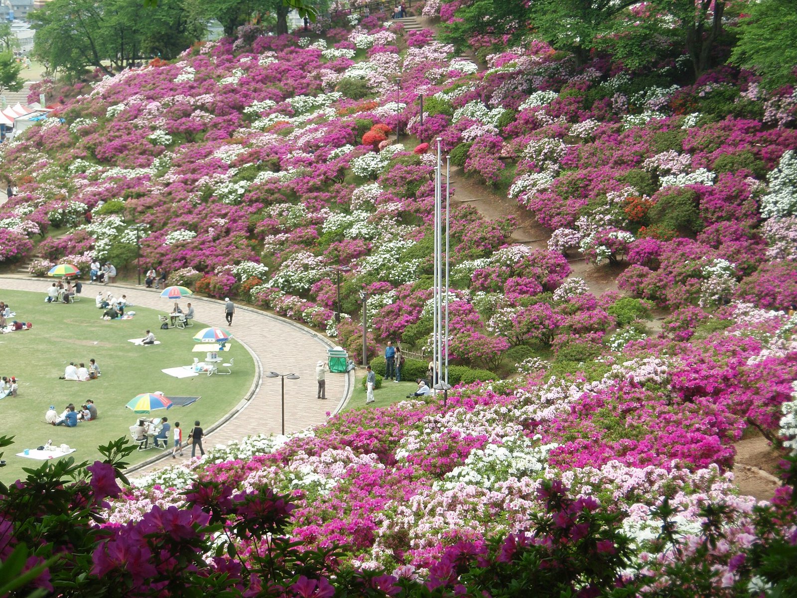 つつじが咲き誇る鯖江・西山公園