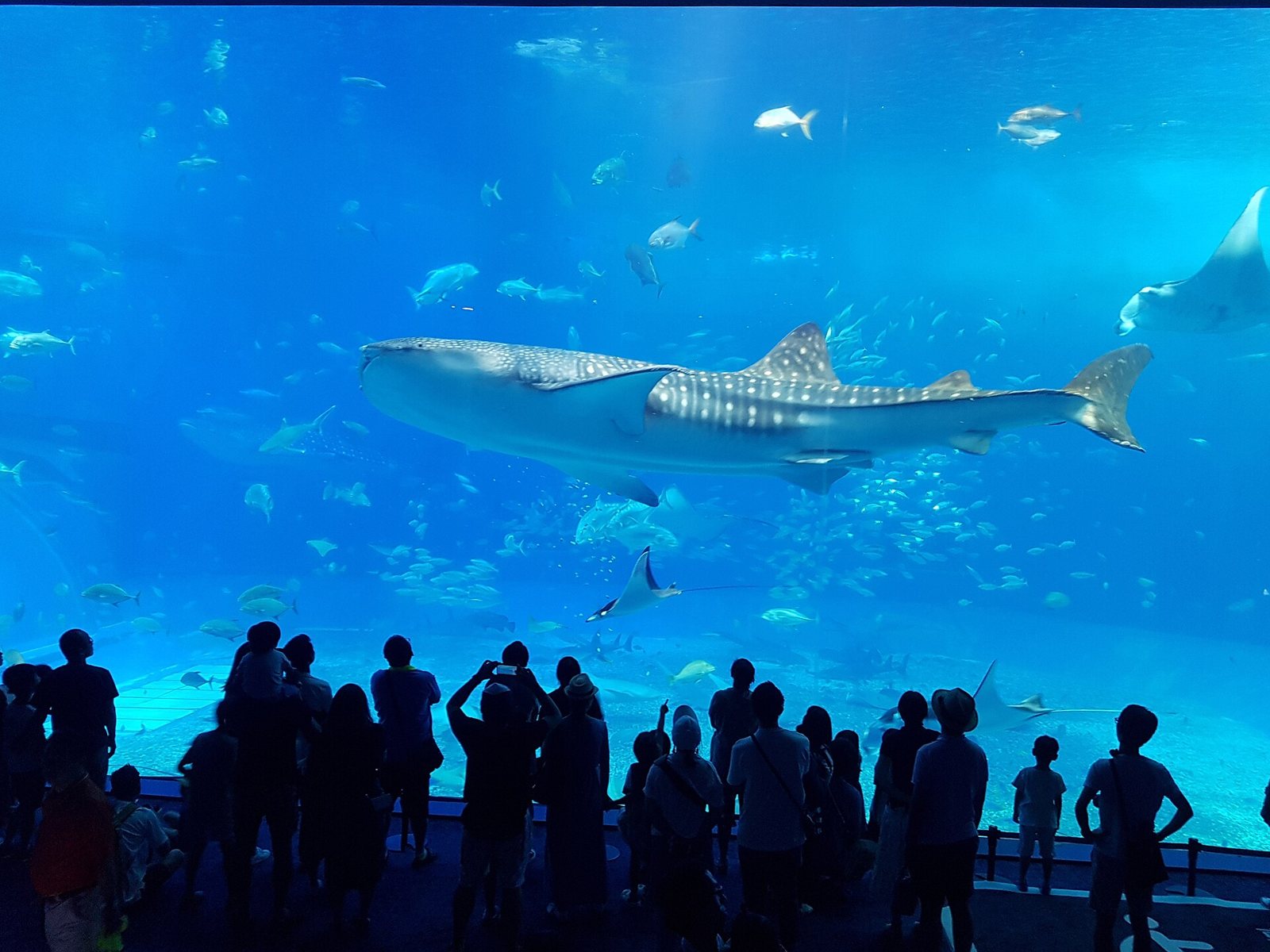 沖縄美ら海水族館の大水槽を泳ぐジンベエザメ